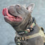 Strike Collar