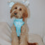 Dog Adjustable Harness - Cinnamoroll™