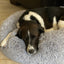 Mr. Peanut's 28" OrthoPlush® Pet Bed - Snowflake White Two Tone
