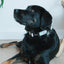 Dog Collar - Magnolia
