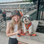 Dog Adjustable Harness - MLB™ x Peanuts™ Baltimore Orioles™