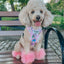 Dog Two Piece Bundle - Hello Kitty® & Friends Flower Festival