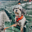 Dog Leash - MLB™ x Peanuts™ Baltimore Orioles™