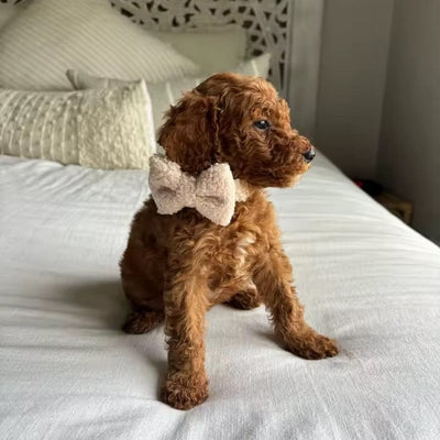 Beige Teddy Set