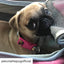 Mr. Peanut's Gold Series Standard Size Airline Compliant Pet Carrier
