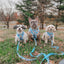 Dog Adjustable Harness - Hello Kitty® & Friends In the Sky