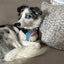 Finn the Shark Ruff-Tex® Latex Ball Dog Toy, Large