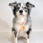 Floral Bloom - Adjustable Dog Harness