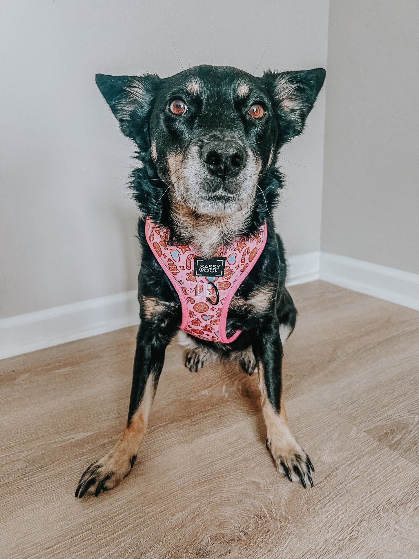 Dog Adjustable Harness - Dough My Goodness