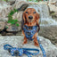 Dog Collar - Spellbound