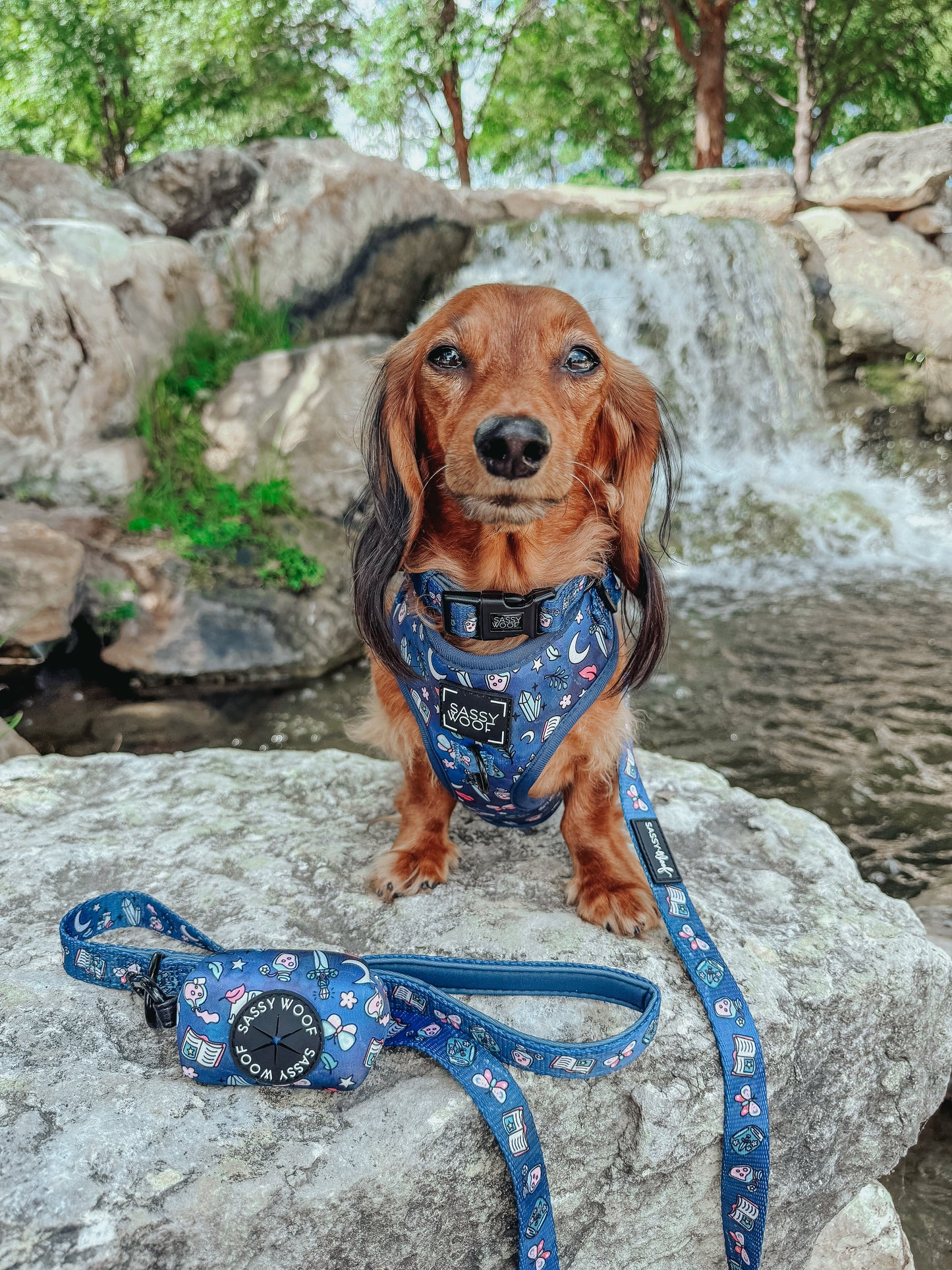 Dog Collar - Spellbound