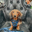 Dog Adjustable Harness - Spellbound