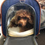 Mr. Peanut's Gold Series Big Apple XL Expandable Pet Carrier V2.0