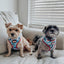 Dog Collar - Marvel’s Spider-Man