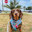 Flocktail Hour  - Adjustable Dog Harness