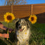 Fluffy Daisy Jacquard Dog Bandana