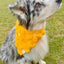 Fluffy Daisy Jacquard Dog Bandana