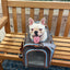 Mr. Peanut's Gold Series Big Apple XL Expandable Pet Carrier V3.0