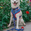 Dog Collar - MLB™ x Peanuts™ Chicago Cubs™