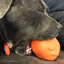 Roasted Turkey Dog Chew Toy & Treat Dispenser - USA Made | SodaPup