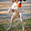Jack O' Lantern Dog Toy - Durable Halloween Chew Toy for Large Dogs | USA Made