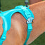 Pawty Wave Jiby Dog Charm