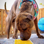 Honeycomb eMat - Enrichment Lick Mat for Dogs and Cats | eMat Enrichment Toy for Anxiety Relief | SodaPup