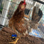 Birdy Bootie (chicken shoes, chicken booties, duck booties and goose shoes)