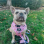 Dog Adjustable Harness - Gilmore Girls™