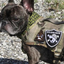 PIRATE DAWG Morale Patch