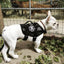 DOG & CROSSBONES Glow In The Dark Morale Patch