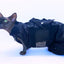 CAT/SMALL DOG GROOMING BAG