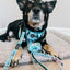 Dog Collar - Disney's Winnie the Pooh