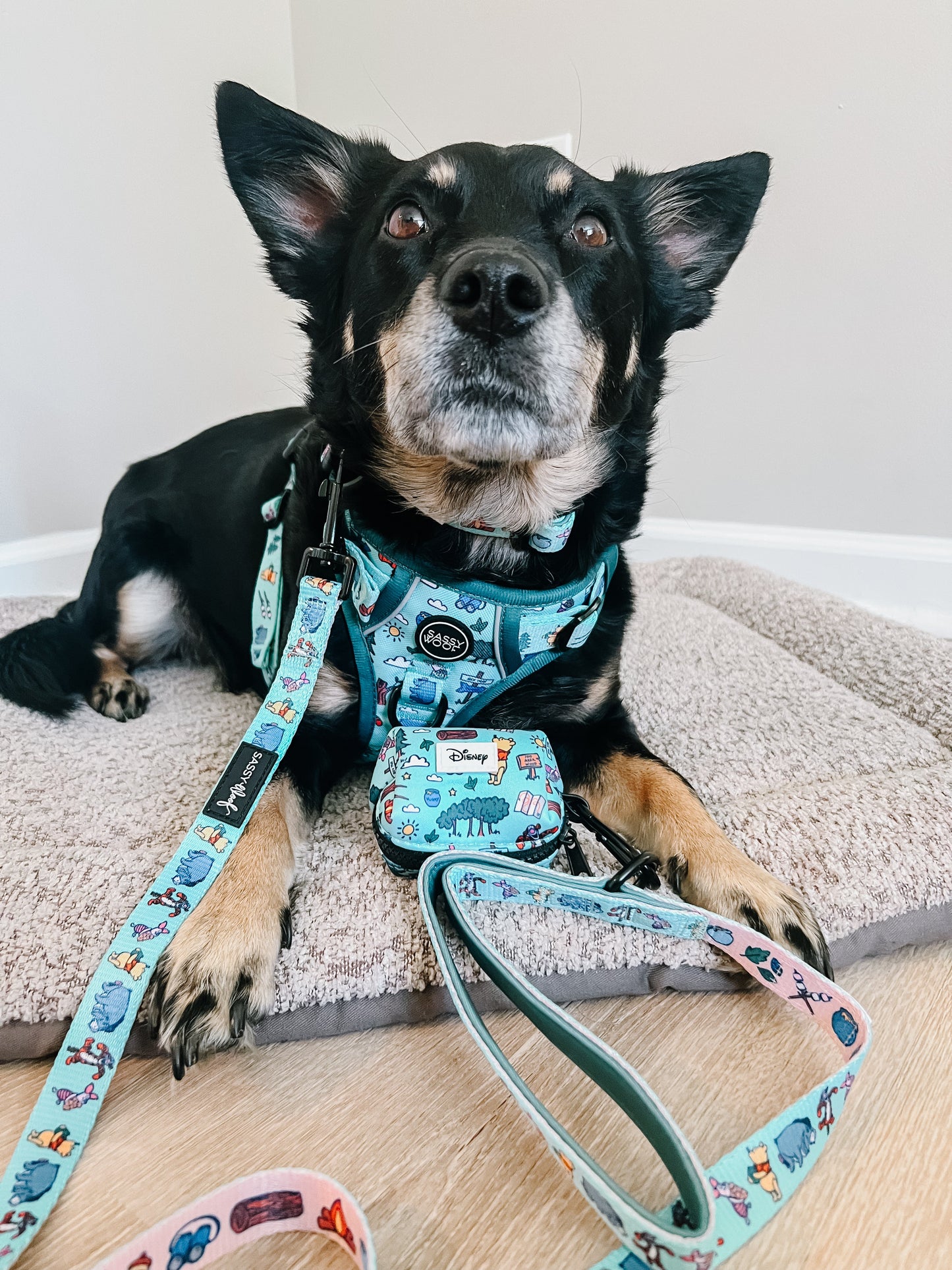 Dog Collar - Disney's Winnie the Pooh