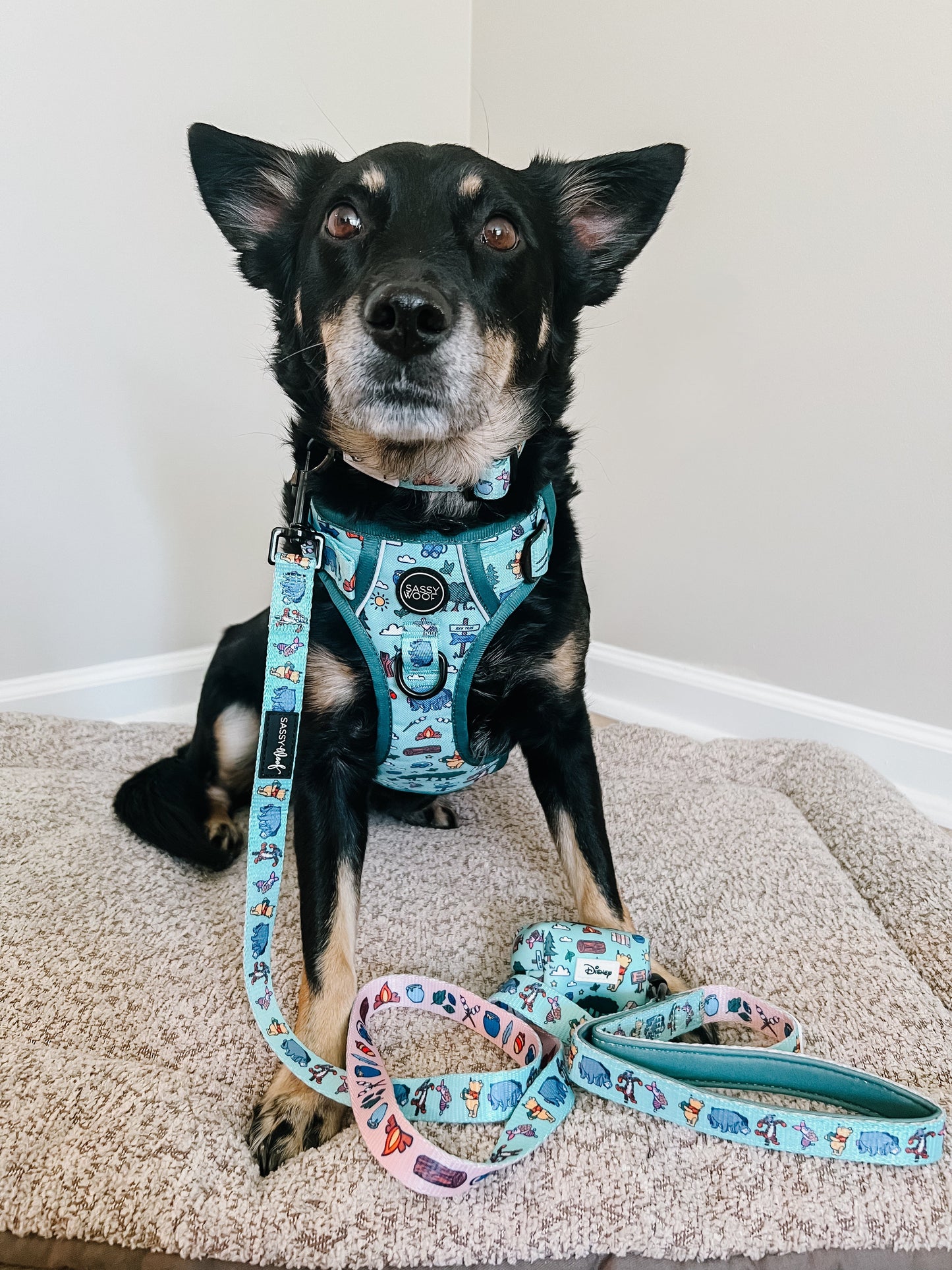 Dog Leash - Disney's Winnie the Pooh