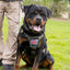K9R - M1 LightSpeed Harness Large