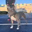 K9 Command Lead - Dual Control Dog Leash