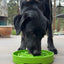 Garden Design eTray - Shallow Slow Feeder Dog Bowl for Enrichment | USA