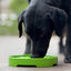 Garden Design eTray - Shallow Slow Feeder Dog Bowl for Enrichment | USA