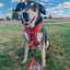 Dog Leash - Peanuts™ Beagle Bells