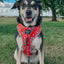 Dog Adjustable Harness - Peanuts™ Beagle Bells