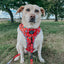 Dog Adjustable Harness - Peanuts™ Beagle Bells