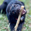 Durable Nylon Chew Stick for Power Chewers | Indestructible Dog Toy USA