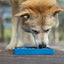 Waiting Dogs eTray - Shallow Slow Feeder Bowl for Enrichment | USA Made