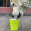 Large Flower Pot eCup Dog Treat Dispenser | Durable USA-Made Enrichment Toy | SodaPup