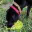 Citrus Design eMat - Enrichment Lick Mat For Dogs and Cats - with Suction Cups | USA Made