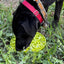 Citrus Design eMat - Enrichment Lick Mat For Dogs and Cats - with Suction Cups | USA Made