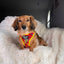 Dog Adjustable Harness - Wonder Woman™