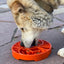 Sun and Moon eTray - Shallow Slow Feeder Dog Bowl for Enrichment | USA Made