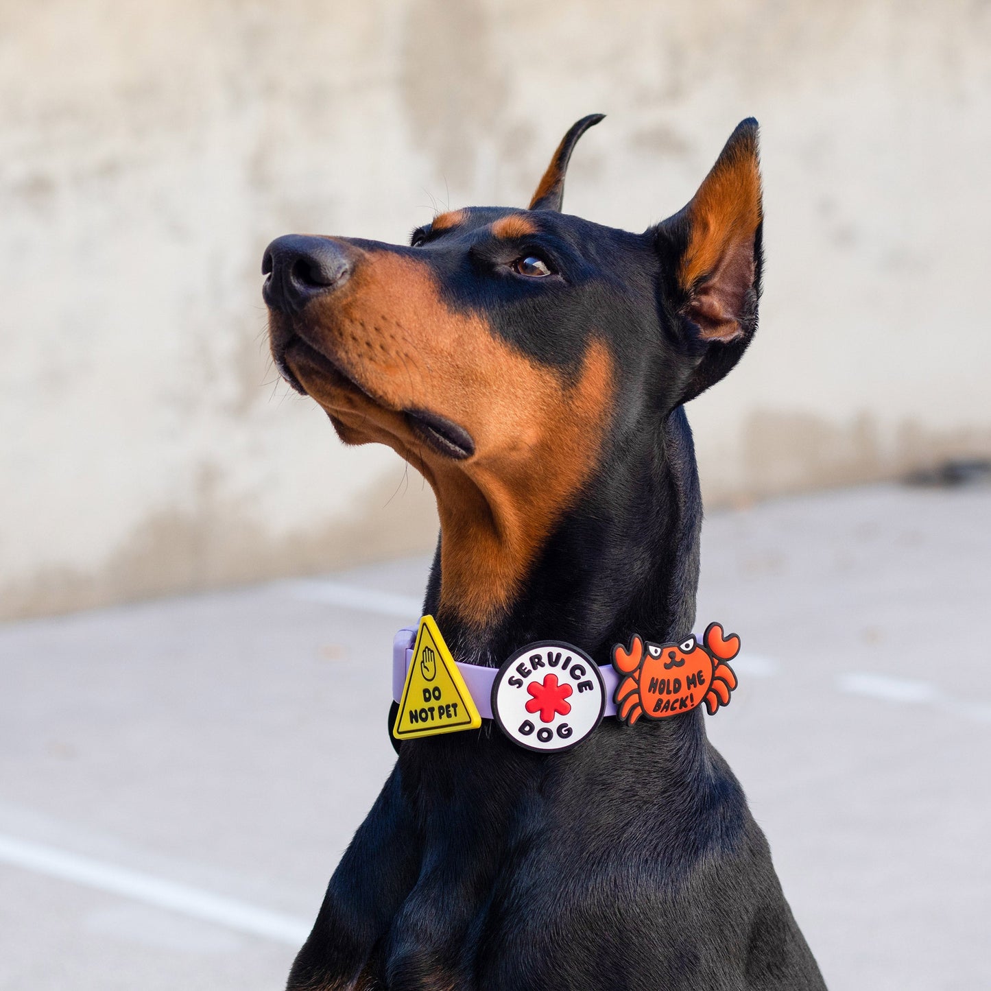 Crabby Jiby Dog Charm